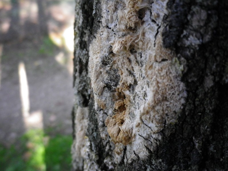 Un fiore bianco (Oxyporus latemarginatus)